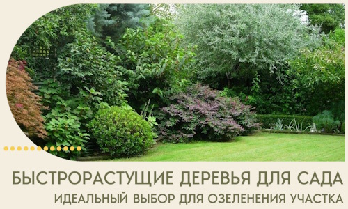 Быстрорастущие деревья для сада идеальный выбор в Новотроицке