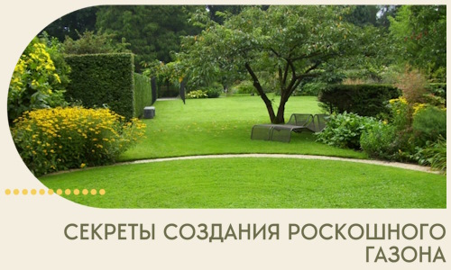 Секреты создания роскошного газона в Новотроицке